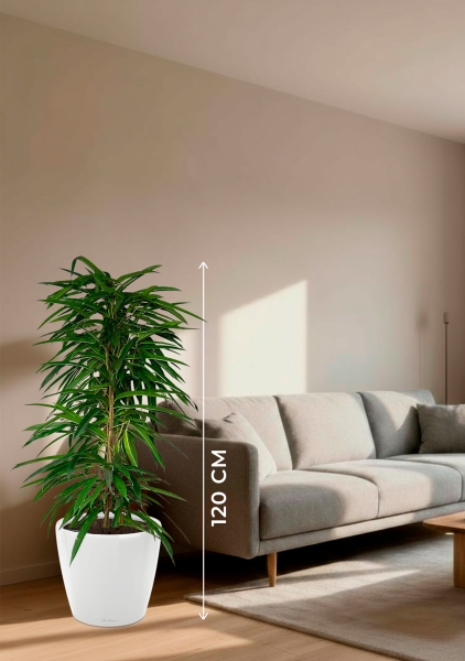 Фикус Али пирамида 24/120 см в CLASSICO LS 35 Фикус Али пирамида 24/120 см в CLASSICO LS 35