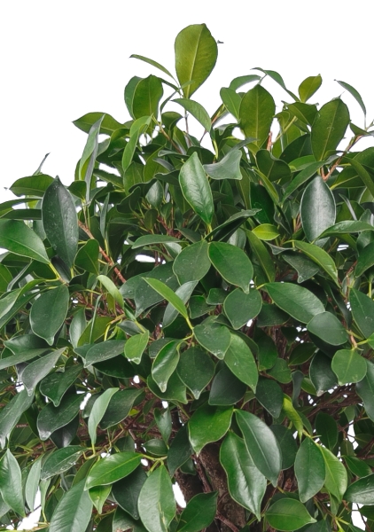 Фикус Даниэль на штамбе 60/300 см Фикус Даниэль на штамбе 60/300 см