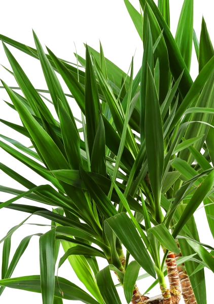 Юкка разветвленная (спутник) 45/150 см