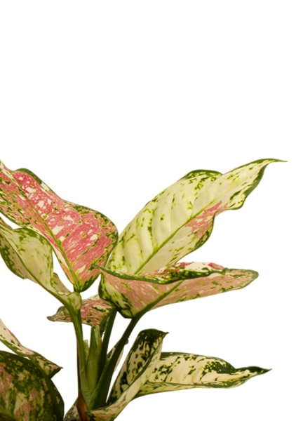 Аглаонема Джаз Ред 12/30 см Аглаонема Джаз Ред 12/30 см