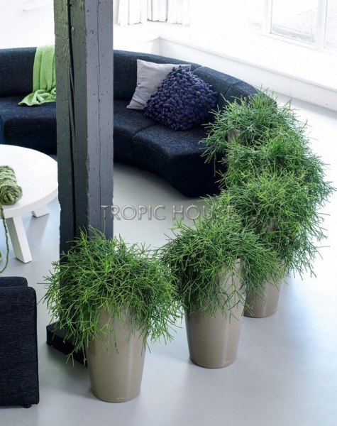 Кашпо LECHUZA RONDO 40х75 см