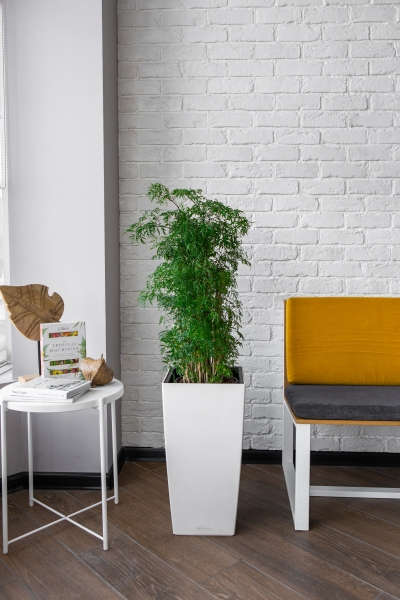 Полисциас Фрутикоза 24/90 Полисциас Фрутикоза 24/90