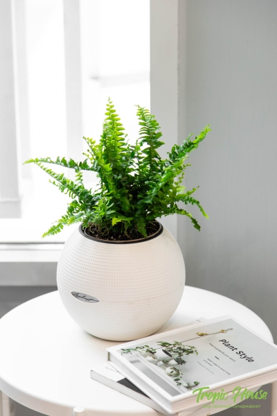 Папоротник Нефролепис в PURO 20 Папоротник Нефролепис в PURO 20
