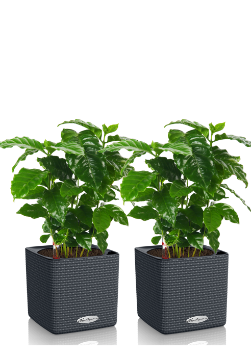 Набор Кофе в CUBE COLOR 14