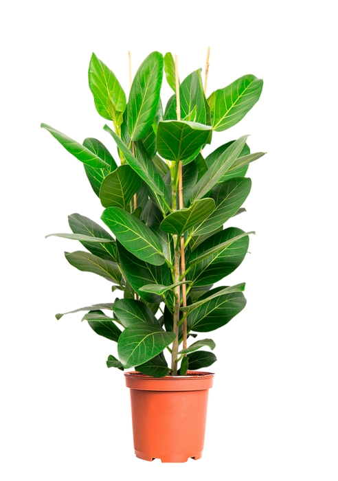 Фикус Бенгальский Андрей 3 ствола 27/120 см