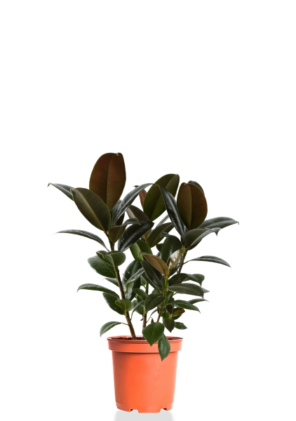 Фикус Эластика Мелани 3 ствола 20/45 см Фикус Эластика Мелани 3 ствола 20/45 см