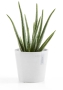 Ecopots Amsterdam Mini 17