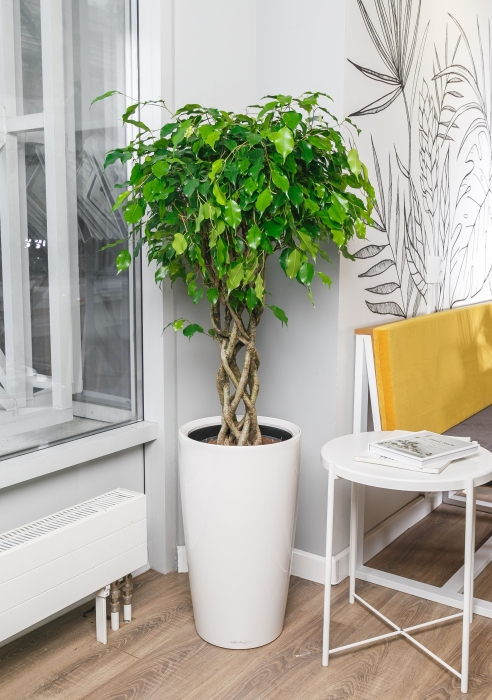 Фикус Бенджамина цилиндр 24/100 в RONDO 32