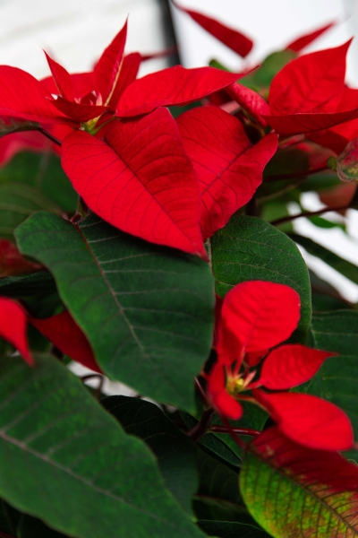 Пуансеттия 12/40 см в PURO 20 Пуансеттия 12/40 см в PURO 20