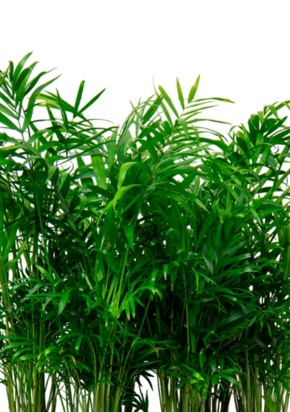 Набор Хамедорея 12/45 см - 6 шт