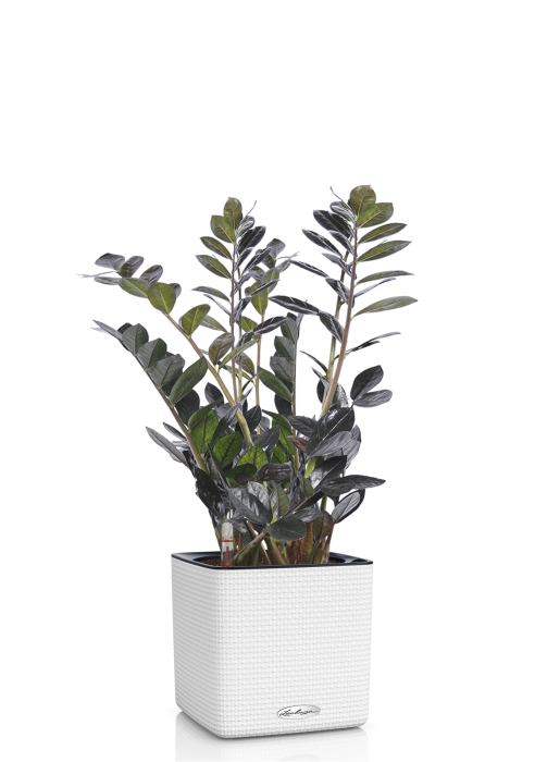 Замиокулькас Равен в CUBE COLOR 16, белый