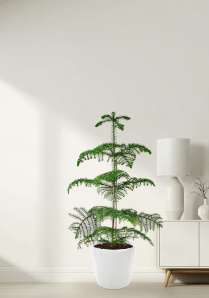 Араукария гетерофилла 24/110 в CLASSICO LS 35