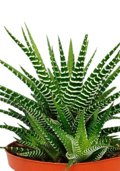 Хавортия микс 10 см в PURO 20