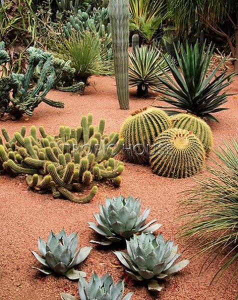 Кактус Грузони в RONDO 40 Кактус Грузони в RONDO 40