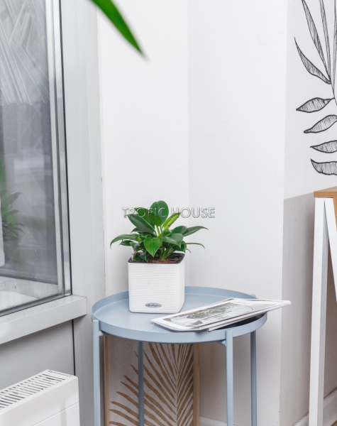 Филодендрон Грин Принцесс в CUBE COLOR 14