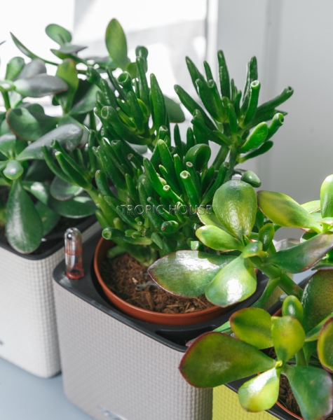 Набор "Денежные деревья" в CUBE 14