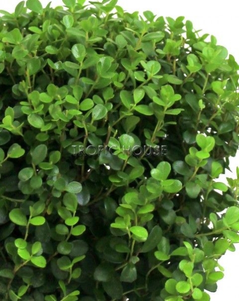 Мирсина в OJO 30 см Мирсина в OJO 30 см