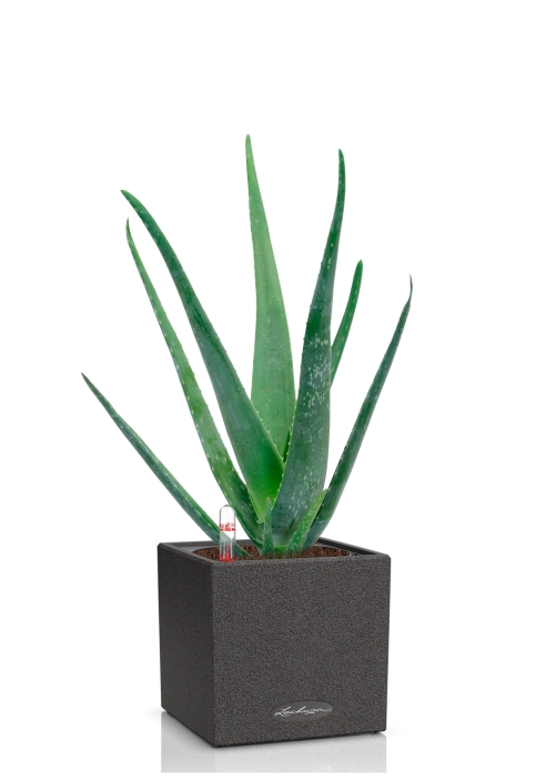Алоэ Вера в CANTO STONE 14, графитовый черный