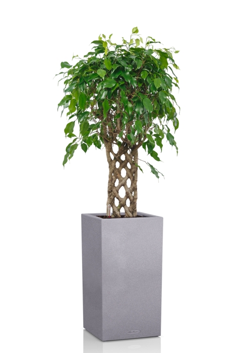 Фикус Экзотика решетка 23/100 см в CANTO STONE HIGH 30, серый камень