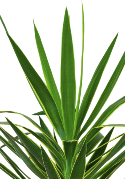 Юкка Пак в CLASSICO LS 35 Юкка Пак в CLASSICO LS 35