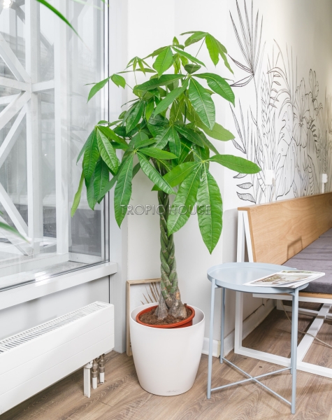 Пахира в CLASSICO 35