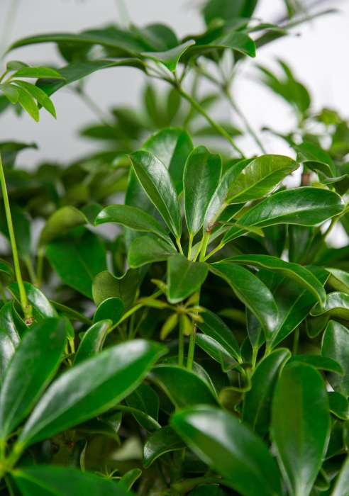 Шеффлера цилиндр в RONDO 32