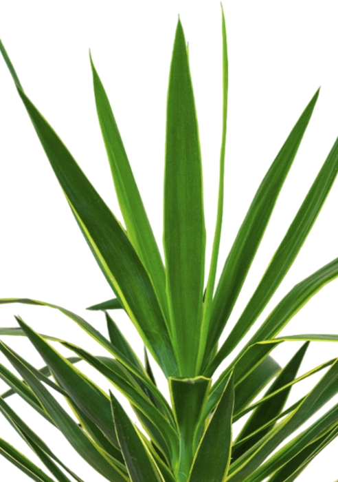 Юкка Пак в CLASSICO LS 35