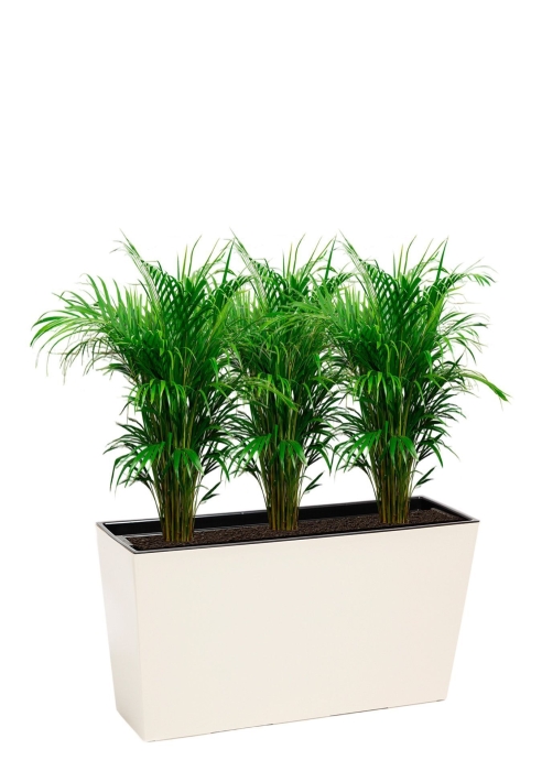 Хризалидокарпус 17/100 см в Werbena