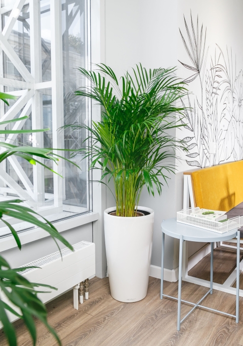 Хризалидокарпус в RONDO 32