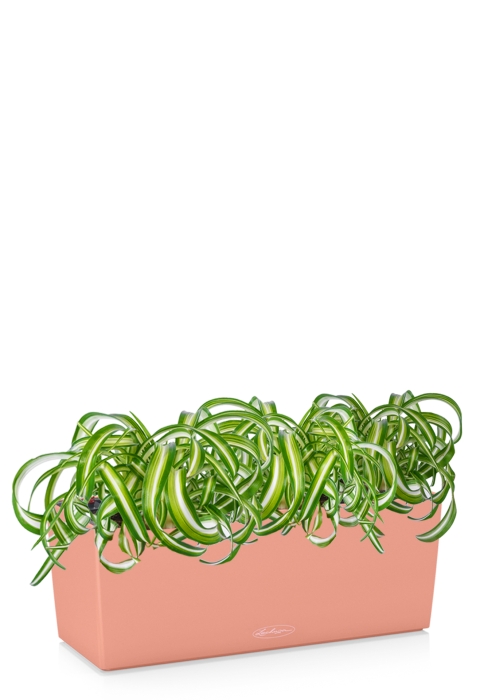 Хлорофитум BALCONERA COLOR 50/30 см Коралловый 