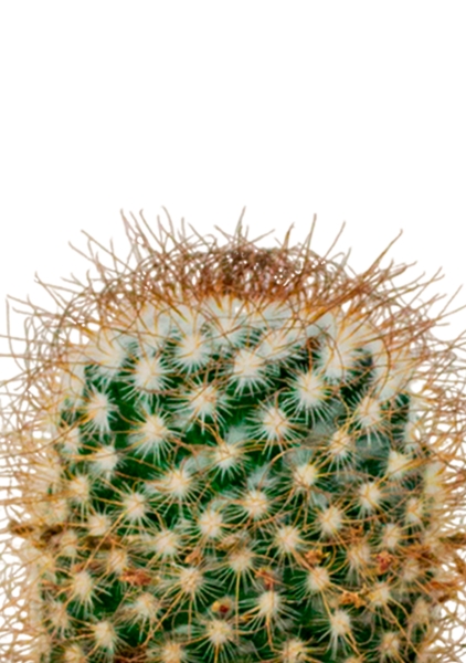 Кактус Маммиллярия Альбиланата 12/20 см в CANTO STONE 14