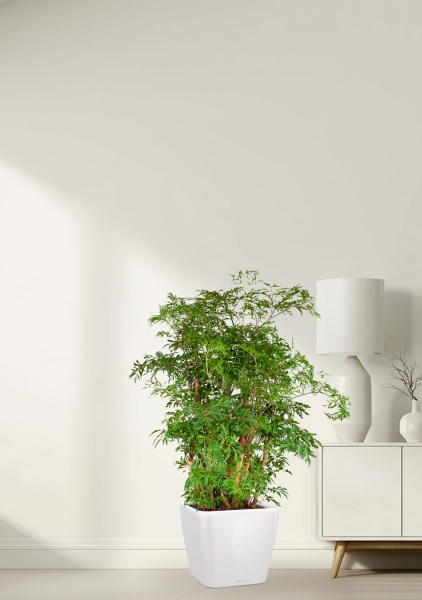 Полисциас Гавайи Минг 21/90 см в QUADRO LS 28 Полисциас Гавайи Минг 21/90 см в QUADRO LS 28