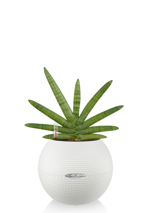 Сансевиерия Скайлайн в PURO 20, белый