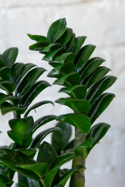 Замиокулькас Зензи 14/50 см