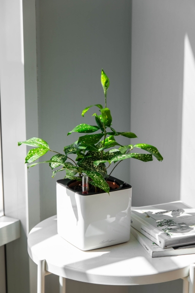 Драцена Суркулоза в CUBE Glossy 14