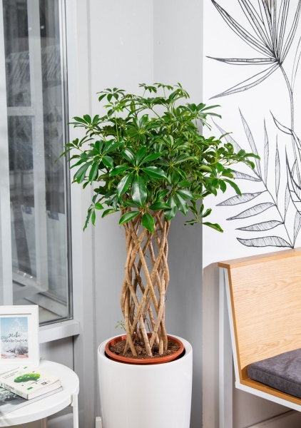 Шеффлера Компакта цилиндр 27/120 см