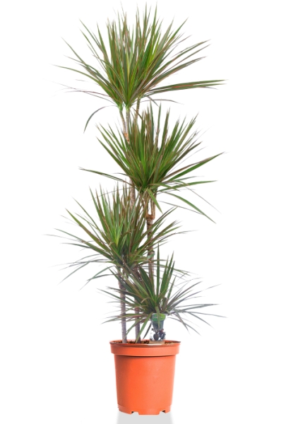 Драцена Маргината биколор 4 ствола 27/150 см