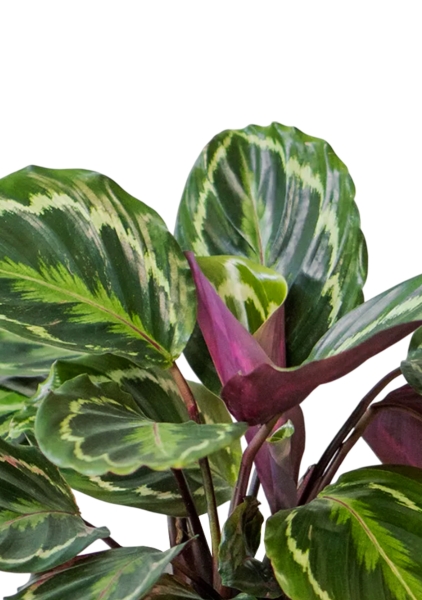 Калатея Медальон 12/40 см в OJO