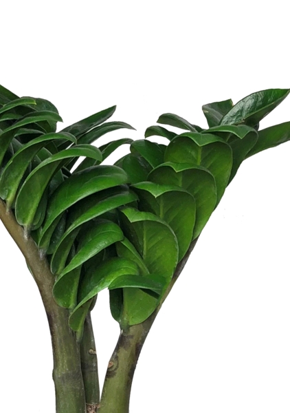 Замиокулькас Зензи 12/30 см