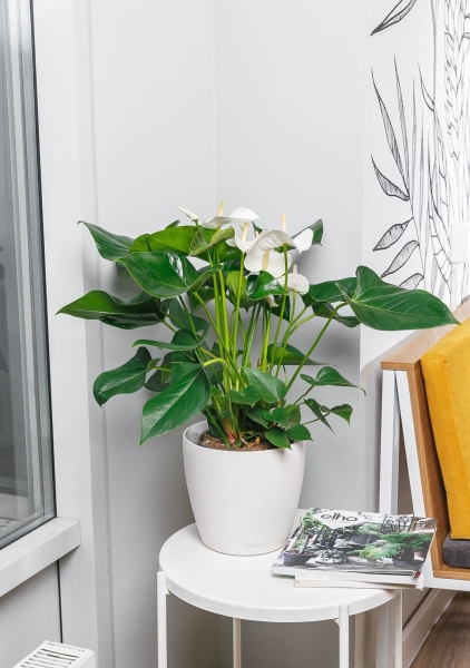 Антуриум Чемпион белый 17/60 см