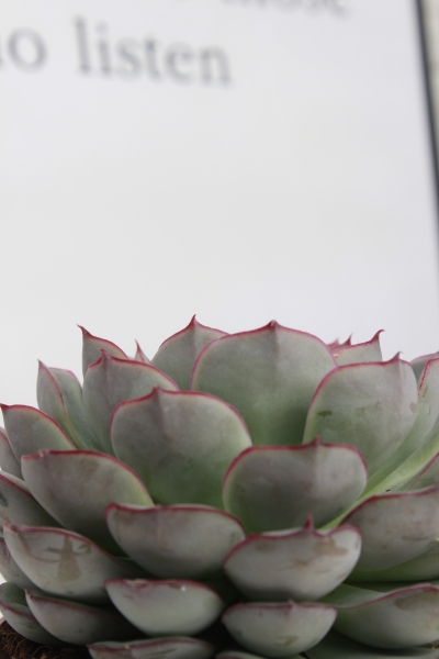 Эхеверия микс 10 см в OJO