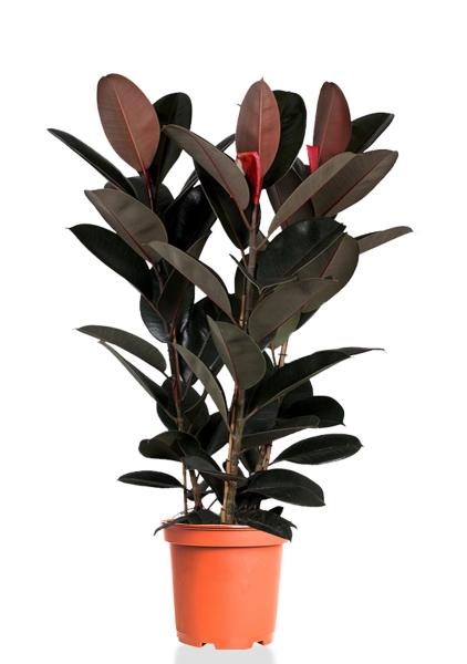 Фикус Эластика Абиджан 3 ствола 30/130 см Фикус Эластика Абиджан 3 ствола 30/130 см