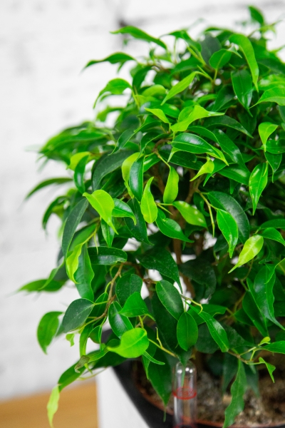 Фикус Грин Кинки в PURO 20