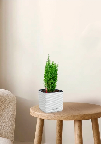 Кипарисовик микс 9 см в CUBE COLOR 14