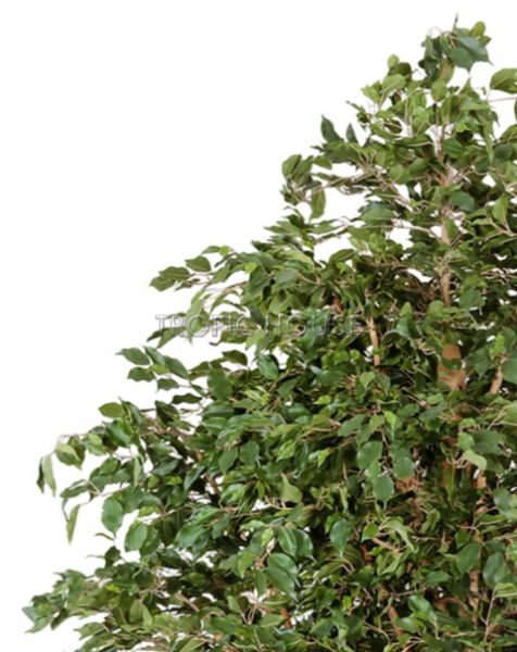 Фикус Бенджамина Гигантский