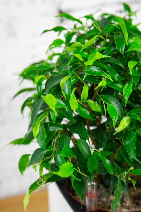 Фикус Грин Кинки в PURO 20