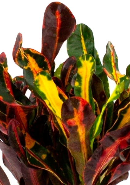 Кротон (Кодиеум) Мамми 12/30 см