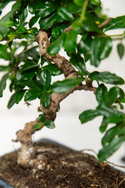 Бонсай микс в керамике 15/25 см