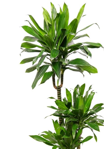 Драцена Грин Джевел 23/135 см