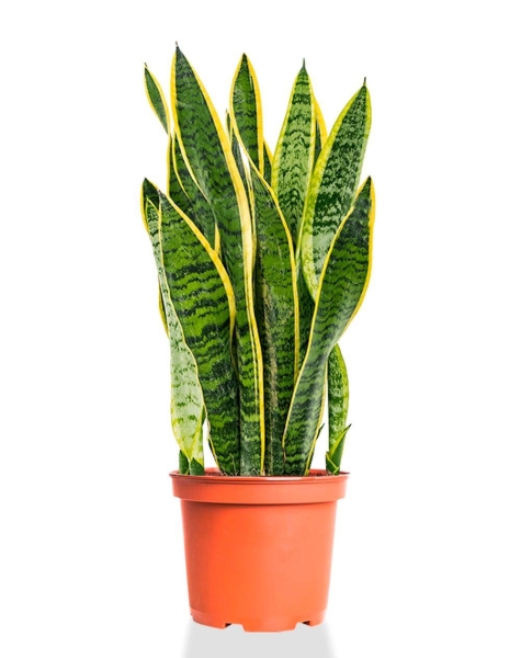 Сансевиерия Лауренти 17/55 см Сансевиерия Лауренти 17/55 см